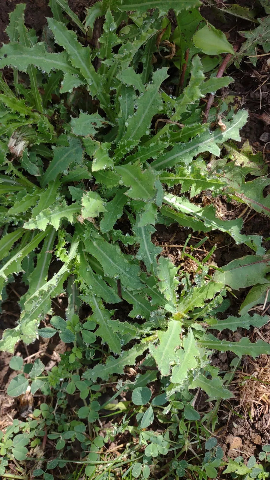 Wild Lettuce Live Plant Trio - Organic Pain Relief - Lactuca Virosa - USA Grown