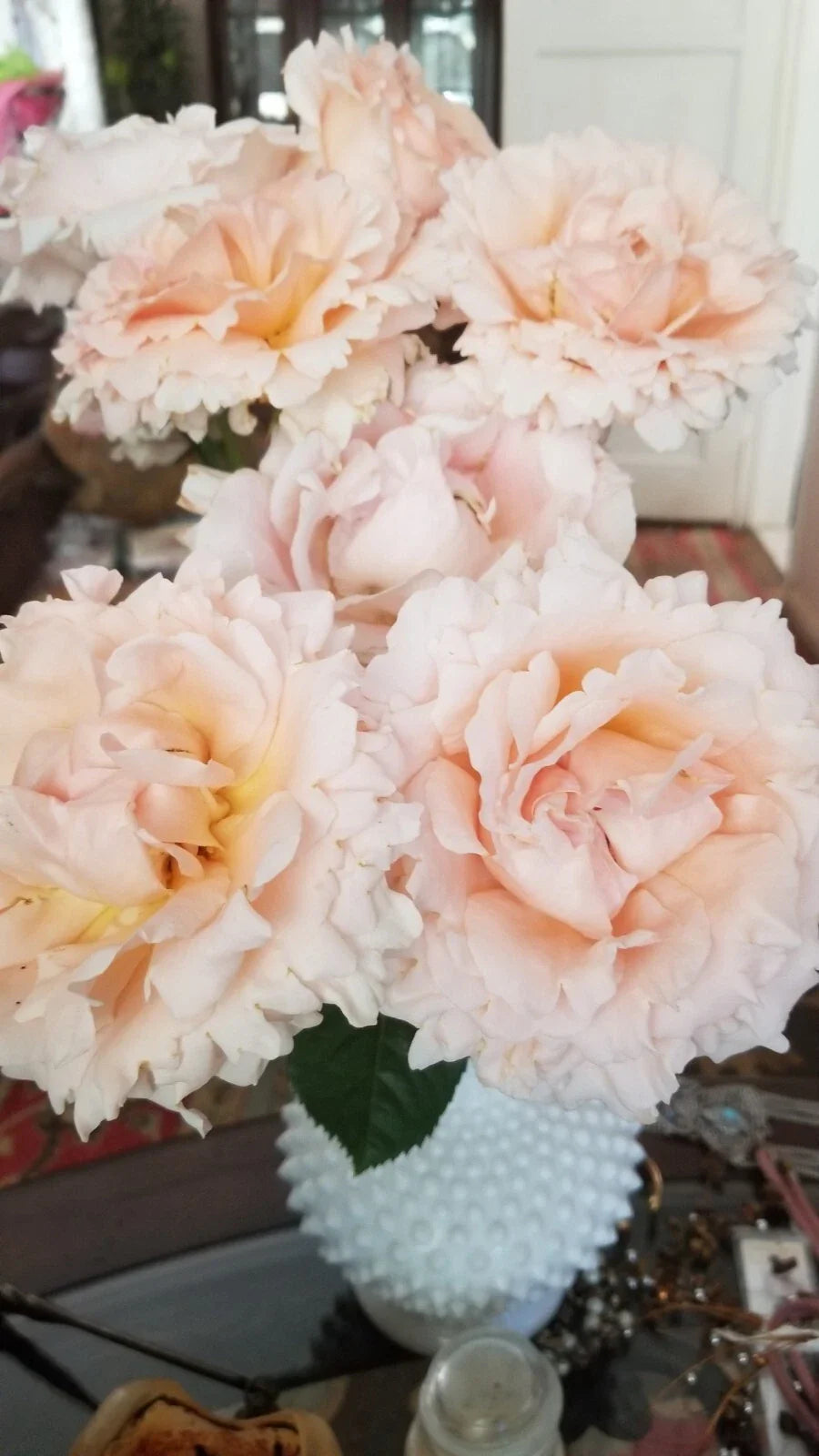 Polka Climbing Rose Cuttings - Apricot - Live Fresh Plant (Rosa 'Polka')