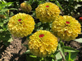 Queeny Lemon Peach Zinnia Seeds - 100+ Pack for Garden Planting - Zinnia elegans - USA