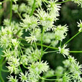 Tall Meadow Rue Seeds, 50 Count, White & Purple, Thalictrum dasycarpum, Hardy Perennial Plant