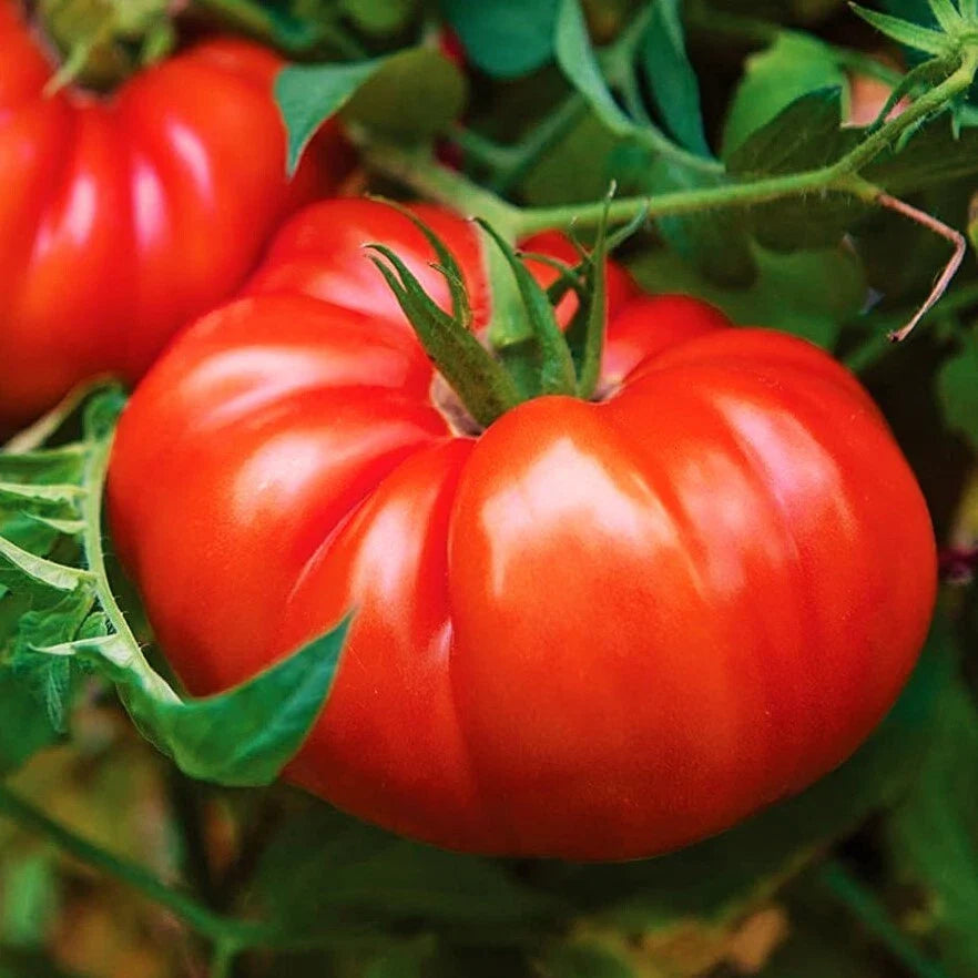 Giant Beefsteak Tomato Seeds | Extra Large Heirloom Variety | Determinate | Solanum lycopersicum