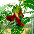 20 Hummingbird Tree Seeds - Agati Flower Plant - Sesbania grandiflora - Fast Growing RARE Variety