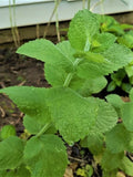 Organic Apple Mint Plants - 4 Pack - Mentha suaveolens - Fresh Herb Garden Starter