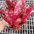 Large Pup Bromeliad Plant - Red Neoregelia Burgundy - Bare Root Bromeliad