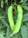 Winged Bean Plants Set - 4" Pot, 5" Tall, Psophocarpus tetragonolobus, Live Vegetable, Tropical Legume, High-Protein Edible Pods
