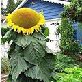 Mongolian Sunflower Seeds | 10 Seeds | Biggest Sunflower in the World | Helianthus annuus