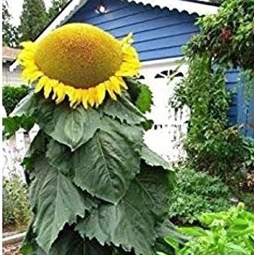 Mongolian Sunflower Seeds | 10 Seeds | Biggest Sunflower in the World | Helianthus annuus