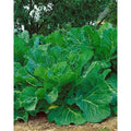 Kale Seeds - Portuguese Couve Tronchuda, Non-GMO Heirloom - Brassica oleracea