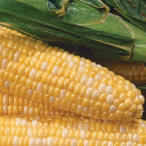 Sweet Corn Seeds - Sweetness Variety - Non-GMO Fresh Seeds - Zea Mays - Free Shipping