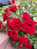 Flower Carpet Scarlet Rose Shrub Cuttings - 5 Stems - Vibrant Red - Rosa 'Flower Carpet' - USA