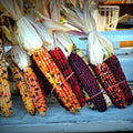 Indian Corn Seeds 5000+ Heirloom NON-GMO Fresh Zea mays