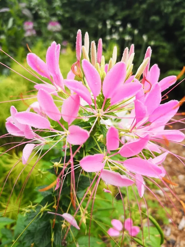 Soft Pink Spider Seeds - 100 Pack - Clome Spinosa Perennial - Attracts Bees - US Seller