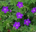 Nimbus Geranium Seeds 25+ Pack for Garden Planting - Pelargonium 'Nimbus' - USA Grown - Free Shipping