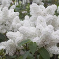 White Japanese Lilac Seeds - 25 Pack - Extremely Fragrant - Syringa reticulata