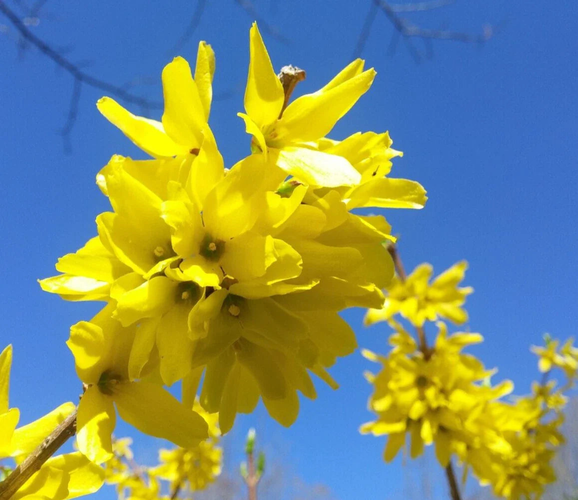 Forsythia Cuttings 10+5 'Yellow Bell' Hardy Bush Ornamental Privacy Hedge (Forsythia x intermedia)