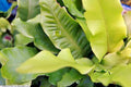 Hardy Tongue Fern Spores 1001 Seeds Cold Hardy Asplenium scolopendrium