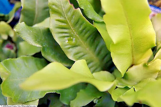 Hardy Tongue Fern Spores 1001 Seeds Cold Hardy Asplenium scolopendrium