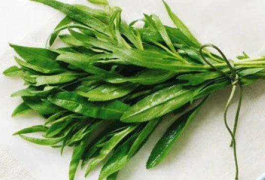 Fresh Tarragon Seeds - 200+ Pack - Artemisia dracunculus - Heirloom Culinary Herb - Free USA Shipping