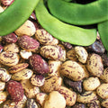 Jackson Wonder Lima Bean Seeds - Speckled Baby Butter Beans - Ideal for 2025 Planting - Phaseolus lunatus