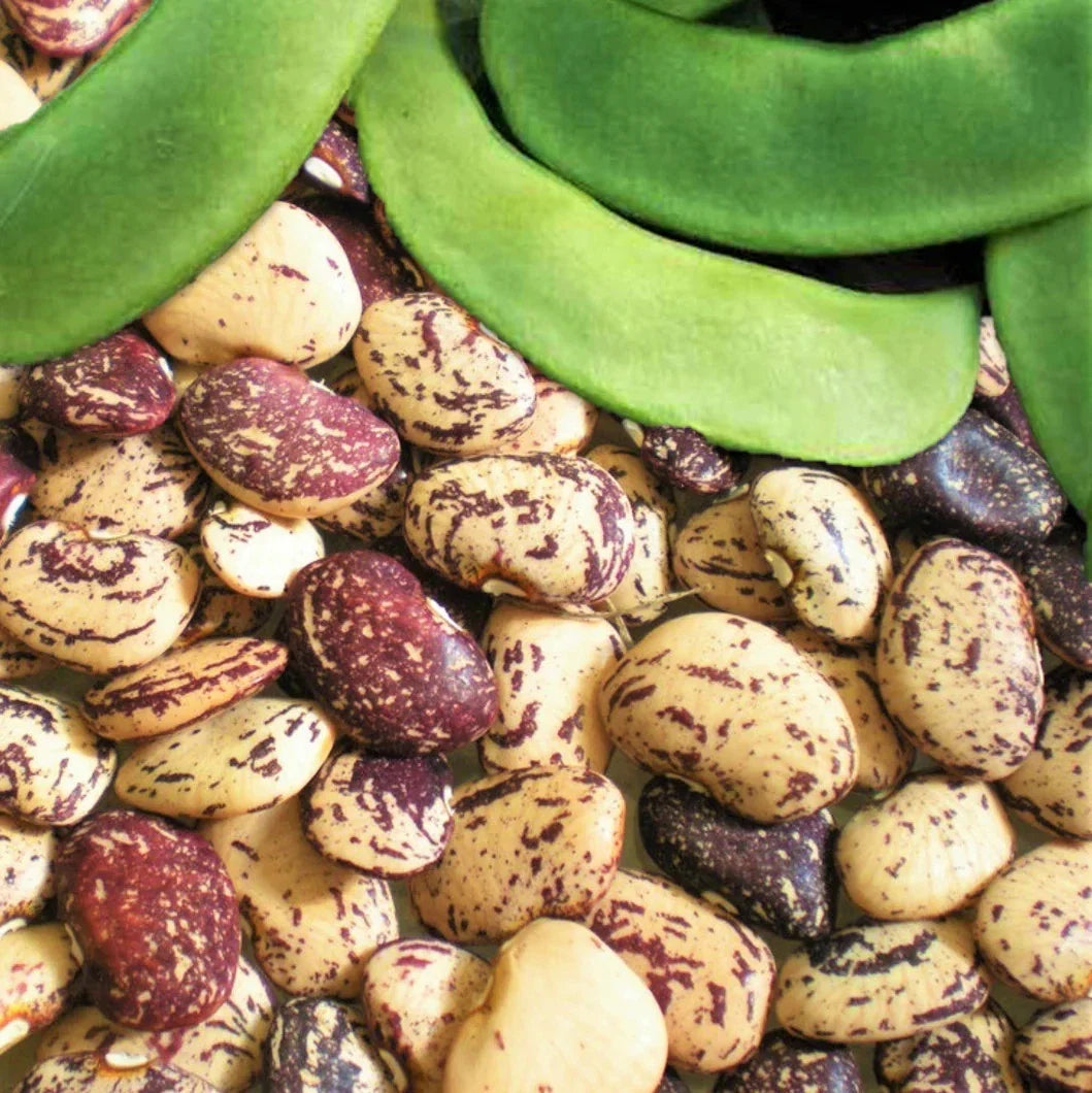 Jackson Wonder Lima Bean Seeds - Speckled Baby Butter Beans - Ideal for 2025 Planting - Phaseolus lunatus