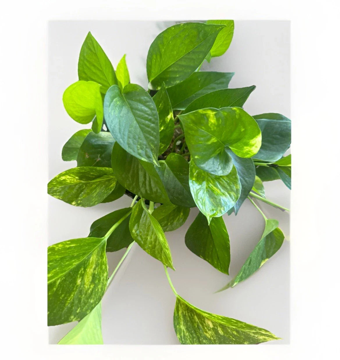Golden Pothos Live Plant Cuttings - 5 Rooted Cuttings for Indoor/Outdoor - Epipremnum aureum