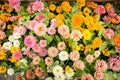 Pink Melody Mix Marigold Seeds - 25+ Pack - Ideal for Garden Planting - Tagetes erecta - USA