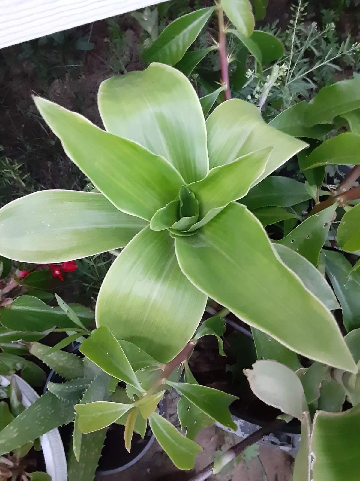 Basket Plant Cutting (1) No Roots Green Callisia Fragans Indoor Houseplant