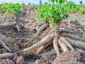 Set of 5 Yuca Unroot Cuttings – Sweet Cassava Roots – No Ship HI, AZ, CA, TX – Manihot esculenta