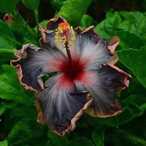 Hibiscus Seeds - 20 Perennial Black Pink Purple Flower Seeds - Hibiscus rosa-sinensis