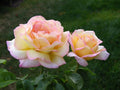 Peace Rose Cuttings for Rooting - Rosa 'Peace' - Ideal for Home Gardening and Landscaping