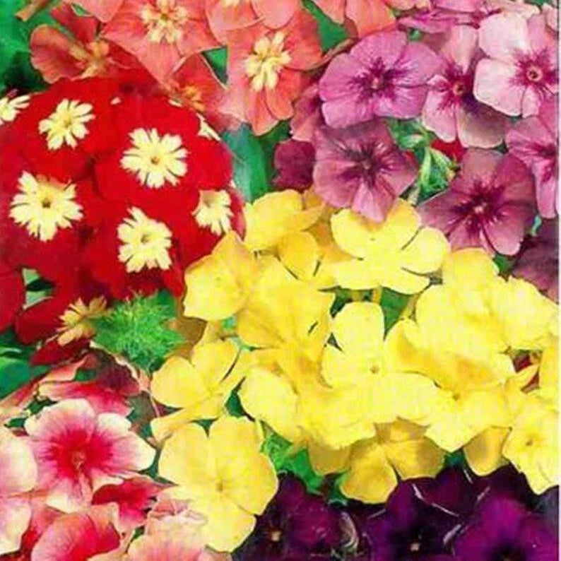 Dwarf Mix Phlox Seeds - 50 Perennial Flower Seeds for Butterfly Gardens - Phlox subulata - US Seller
