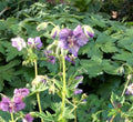 25+ Lavender Pinwheel Geranium Seeds for Garden Planting - Pelargonium x hortorum - USA Grown, Free Shipping