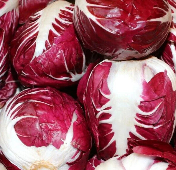 Radicchio Seeds 1000+ Rouge de Verona Cool Season Vegetable - Cichorium intybus