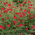 Scarlet Cinquefoil Seeds | 1000 Red Flower Seeds | Perennial for Pollinators, Bees, Hummingbirds | Potentilla × Gordonii