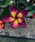 Plumeria Seeds - 5 Dark Purple Yellow Flowers - Perennial Plants - Plumeria rubra Seeds