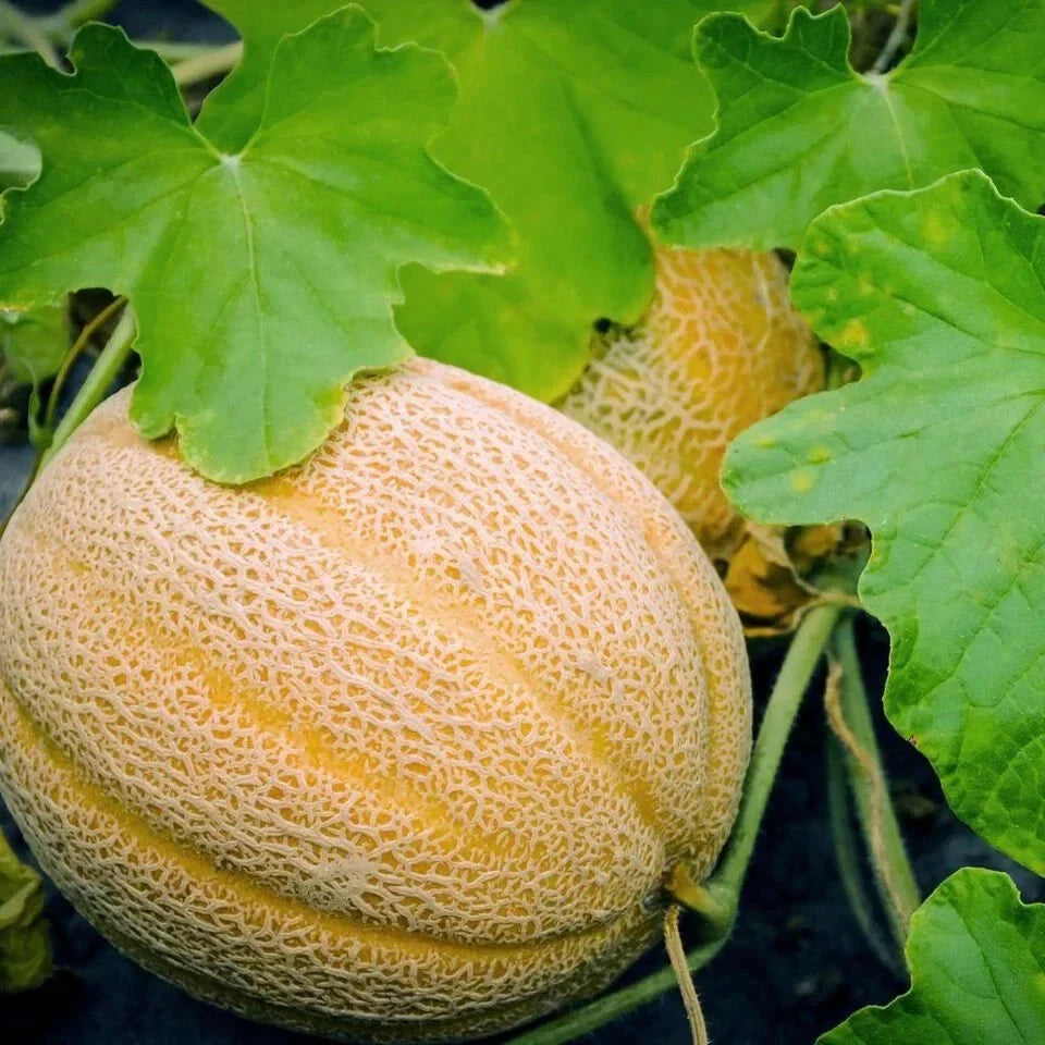 Hales Best Jumbo Cantaloupe Seeds - 100 Organic Heirloom Seeds - Cucumis melo - USA Grown, Free Shipping