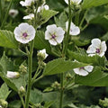 Marshmallow Seeds - 50 Count - Althaea officinalis - Herbal Plant Seeds for Gardening