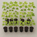 Florida Red Maple Trees 8"-15" Live Seedlings Acer Rubrum Deer-Resistant Fast Growing Outdoor Plant