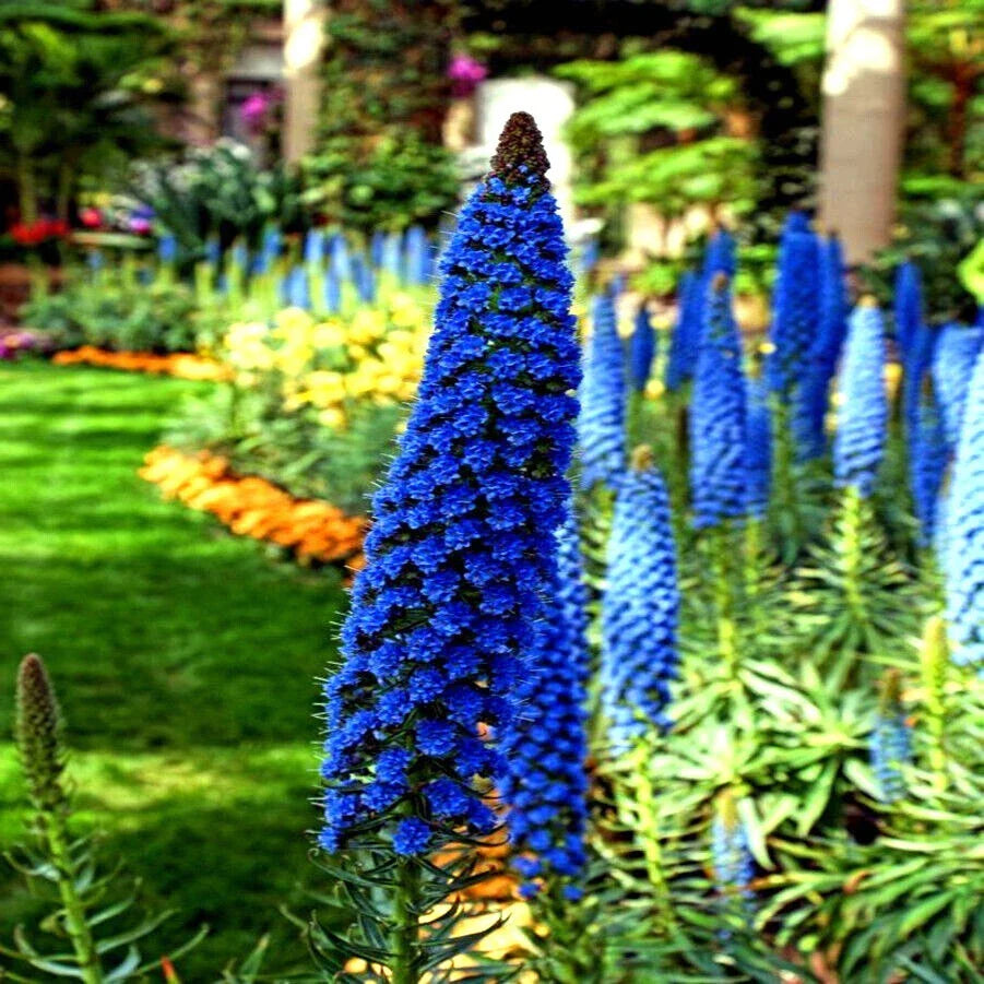 Pride of Madeira Flower Seeds - Blue Tower of Jewels - Echium fastuosum - Garden Plant Seeds for Stunning Blooms