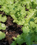 Lettuce Seeds - 4,000 Count - Grand Rapids Leaf Heirloom - Non-GMO (Lactuca sativa)