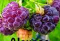 Glencoe Thornless Raspberry Plants - 2 Pack Live Fruit Garden Plants - Rubus idaeus