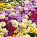 Live Chrysanthemum Plants - 3+ Years, Well-Rooted, All Colors, Native US Mum, Perfect for Gardens and Landscapes