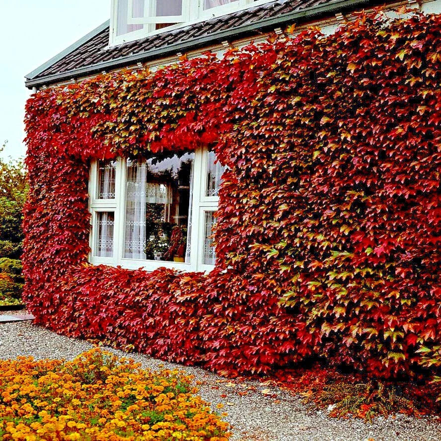 Virginia Creeper Vine Seeds - Parthenocissus quinquefolia - Fast Hardy Climber Plant for Garden or Landscaping