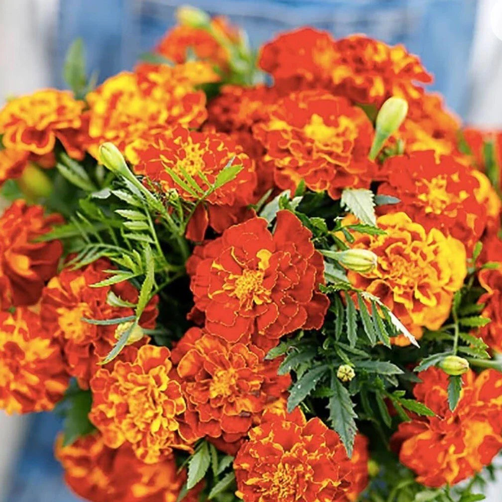 French Marigold Seeds Sparky Mix - 150+ Heirloom Non-GMO Seeds - Tagetes patula - Free Shipping USA