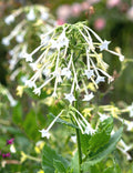 White Jasmine Flowering Tobacco Seeds - 1500+ Seeds (Nicotiana sylvestris) - Tropical Herb for Garden and Landscape