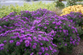 New England Aster Live Starter Plant 3-6" Purple Dome Aster novae-angliae - Native Wildflower for Pollinators