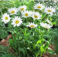 Shasta Daisy Seeds, Non-GMO Perennial, Leucanthemum x superbum, Flower Seeds for Garden, White Flower Variety