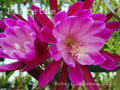Epiphyllum 'Pierette' Unrooted Cutting - Rare Orchid Cactus - Exotic Houseplant - Ideal for Propagation