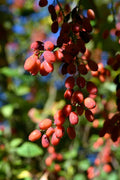 Goji Berry Seeds - 50+ Heirloom NON-GMO Seeds - Lycium chinense - Superfood Planting Supplies