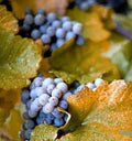 Concord Grape Seeds, 10 Seeds, Organic Vitis labrusca, Fox Grape Varieties